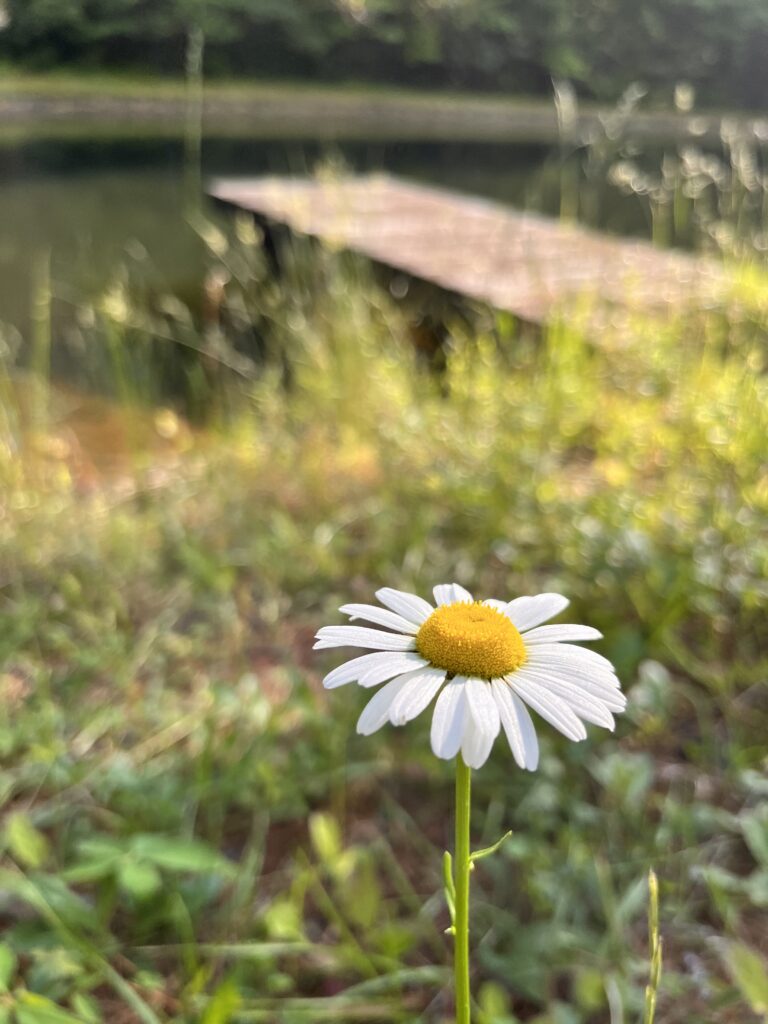 single daisy