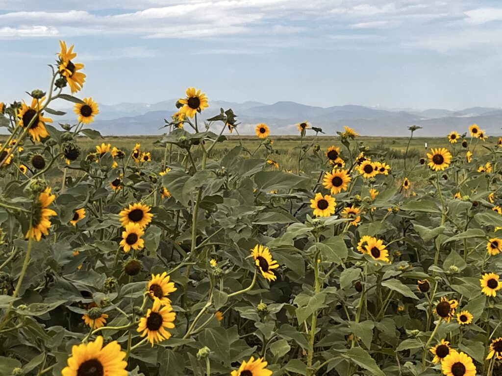 IMG_7532 open vista sunflowers